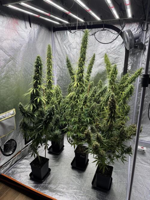 Filipino Kibungan from Khalifa Genetics. Week 18