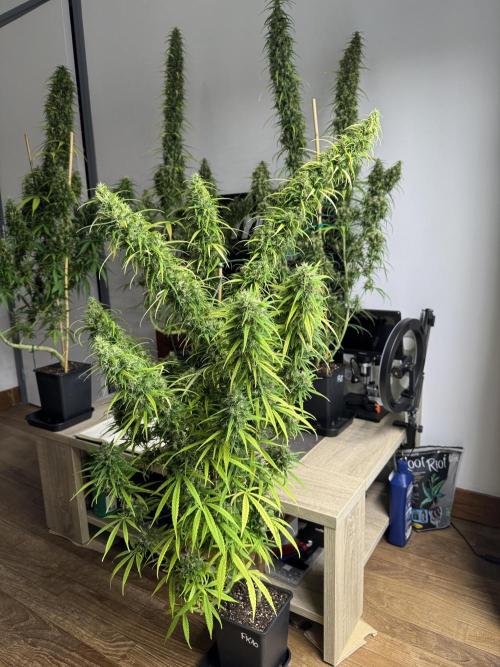 Filipino Kibungan from Khalifa Genetics. Week 19