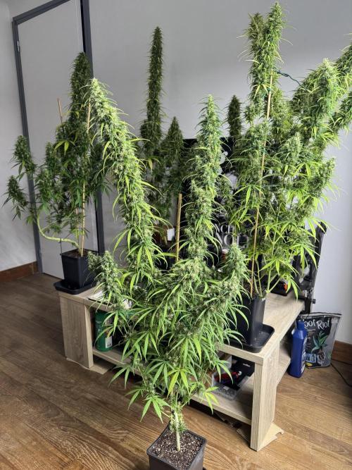 Filipino Kibungan from Khalifa Genetics. Week 19