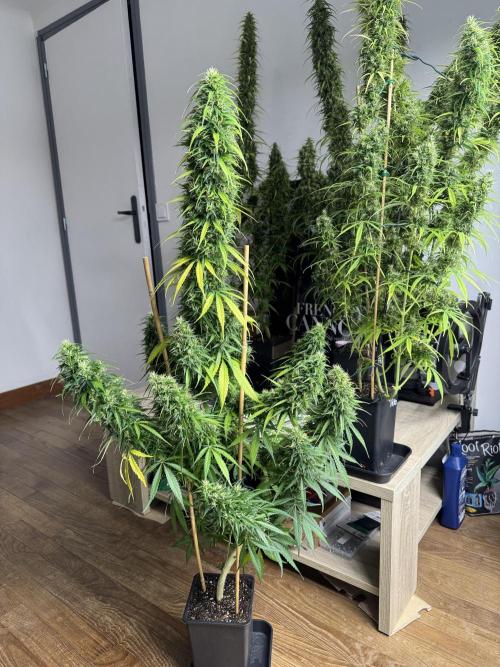Filipino Kibungan from Khalifa Genetics. Week 19
