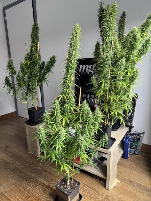 Filipino Kibungan from Khalifa Genetics. Week 19
