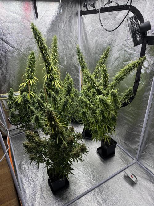 Filipino Kibungan from Khalifa Genetics. Week 19