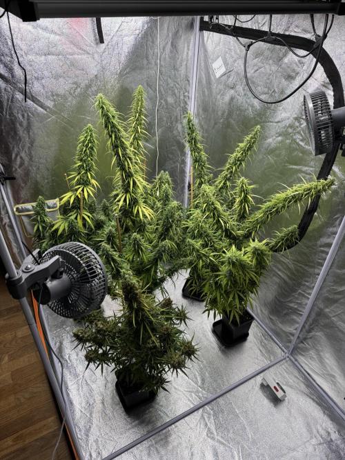 Filipino Kibungan from Khalifa Genetics. Week 19