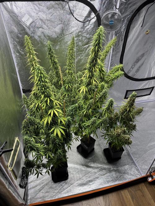 Filipino Kibungan from Khalifa Genetics. Week 19