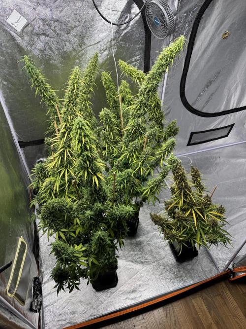 Filipino Kibungan from Khalifa Genetics. Week 20