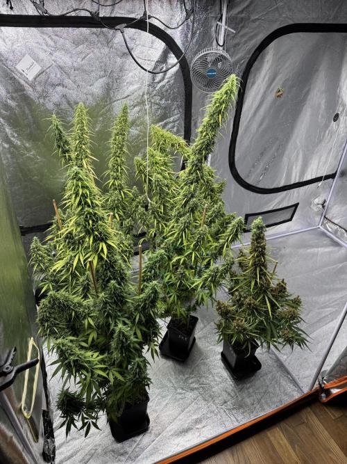 Filipino Kibungan from Khalifa Genetics. Week 20