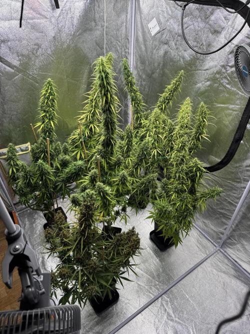 Filipino Kibungan from Khalifa Genetics. Week 20