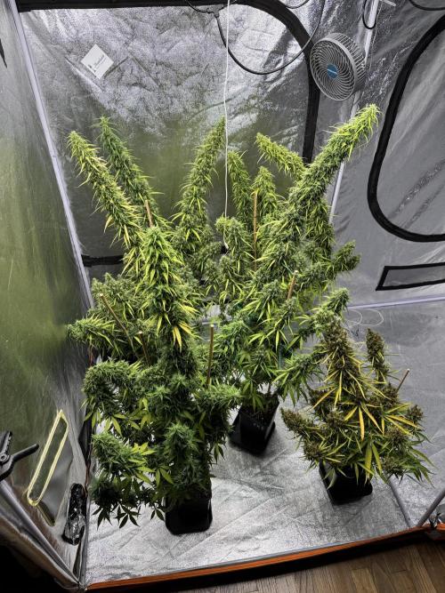 Filipino Kibungan from Khalifa Genetics. Week 20