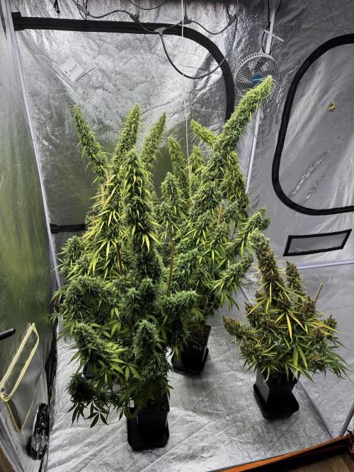 Filipino Kibungan from Khalifa Genetics. Week 20