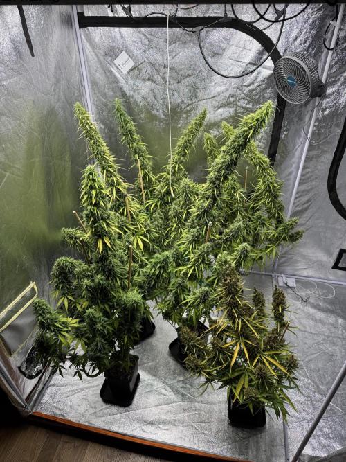 Filipino Kibungan from Khalifa Genetics. Week 20