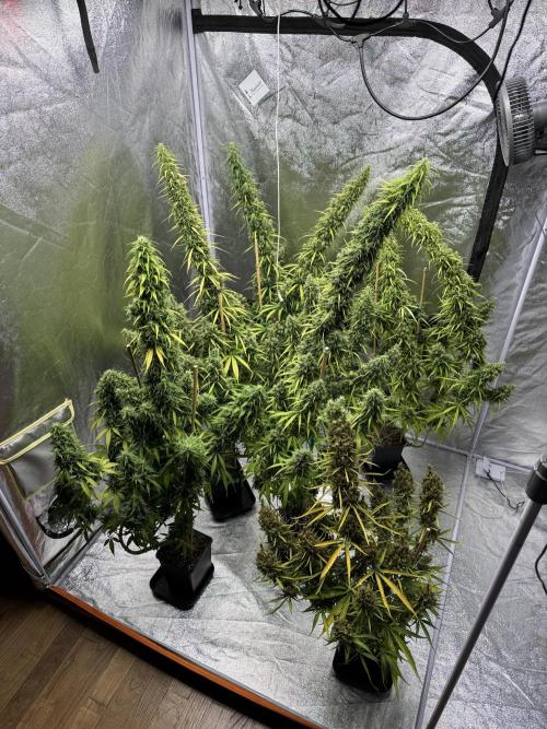 Filipino Kibungan from Khalifa Genetics. Week 20