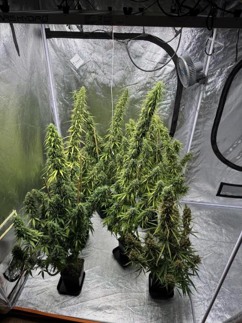 Filipino Kibungan from Khalifa Genetics. Week 20