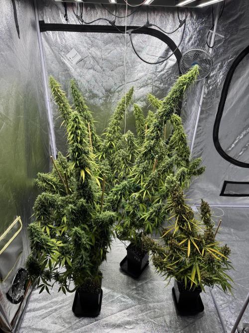 Filipino Kibungan from Khalifa Genetics. Week 20