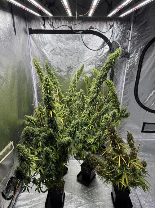 Filipino Kibungan from Khalifa Genetics. Week 20