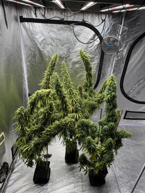 Filipino Kibungan from Khalifa Genetics. Week 21