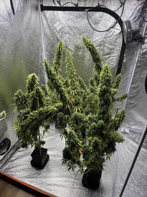 Filipino Kibungan from Khalifa Genetics. Week 21