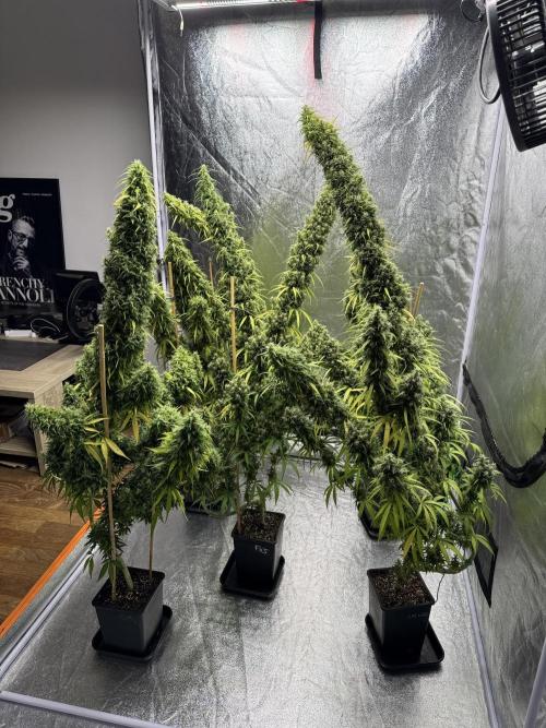 Filipino Kibungan from Khalifa Genetics. Week 21