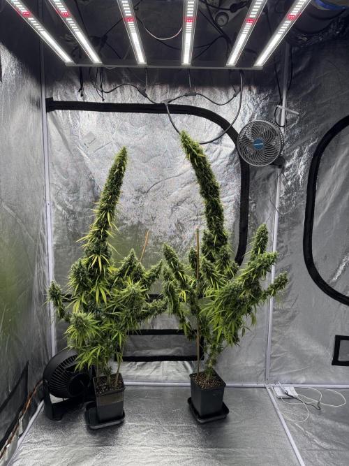 Filipino Kibungan from Khalifa Genetics. Week 21
