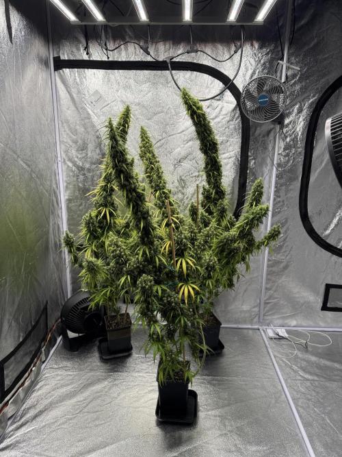 Filipino Kibungan from Khalifa Genetics. Week 21