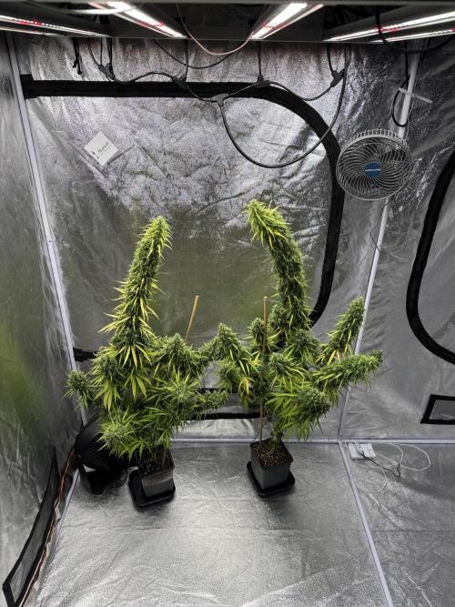 Filipino Kibungan from Khalifa Genetics. Week 21