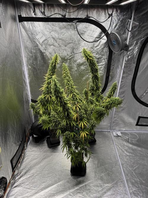 Filipino Kibungan from Khalifa Genetics. Week 21