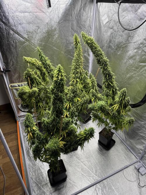 Filipino Kibungan from Khalifa Genetics. Week 21