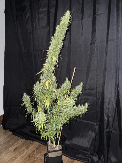 Filipino Kibungan from Khalifa Genetics. Week 22