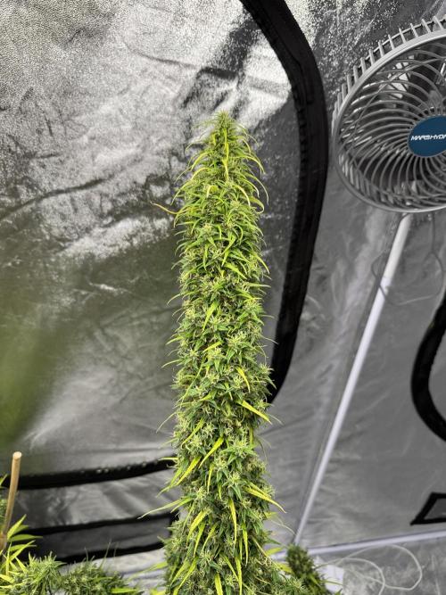 Filipino Kibungan from Khalifa Genetics. Week 22