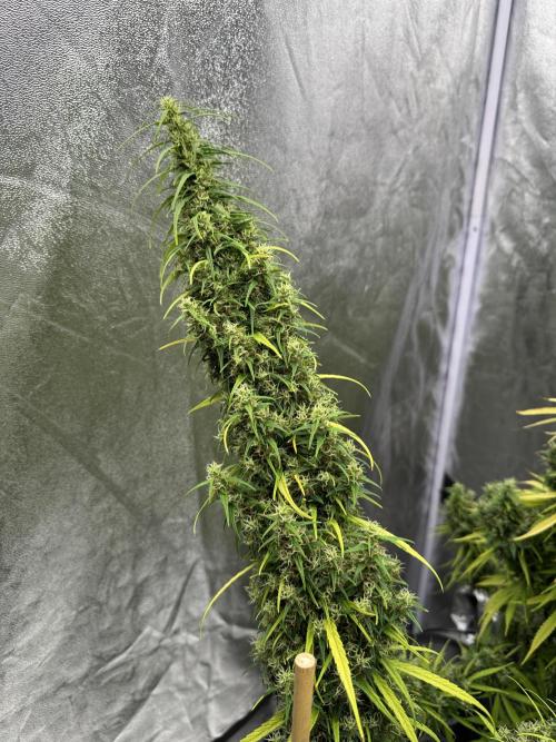 Filipino Kibungan from Khalifa Genetics. Week 22