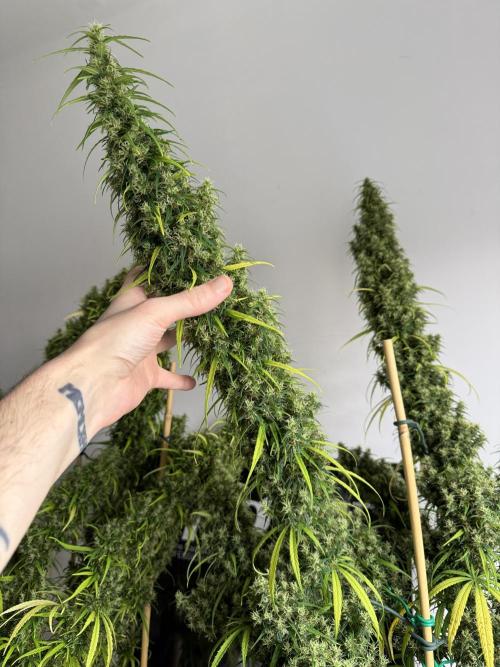 Filipino Kibungan from Khalifa Genetics. Week 22