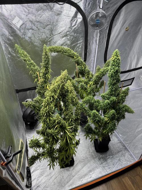 Filipino Kibungan from Khalifa Genetics. Week 22