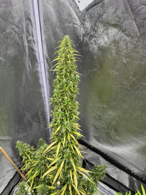Filipino Kibungan from Khalifa Genetics. Week 22