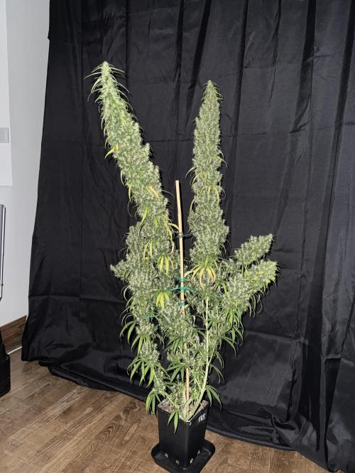 Filipino Kibungan from Khalifa Genetics. Week 22