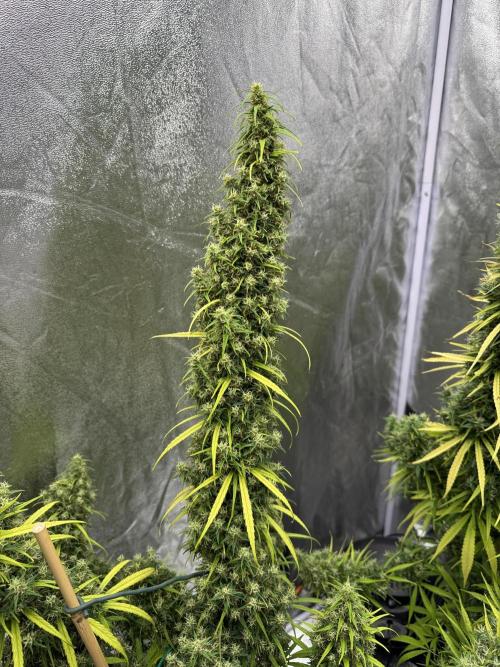 Filipino Kibungan from Khalifa Genetics. Week 22