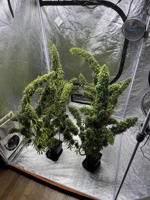 Filipino Kibungan from Khalifa Genetics. Week 22