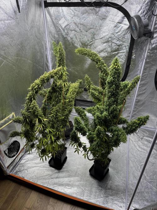 Filipino Kibungan from Khalifa Genetics. Week 22