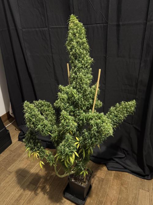 Filipino Kibungan from Khalifa Genetics. Week 23