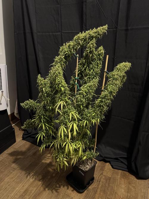 Filipino Kibungan from Khalifa Genetics. Week 23