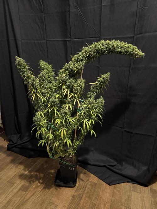 Filipino Kibungan from Khalifa Genetics. Week 23