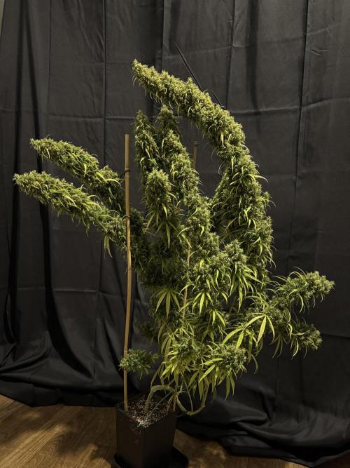 Filipino Kibungan from Khalifa Genetics. Week 23