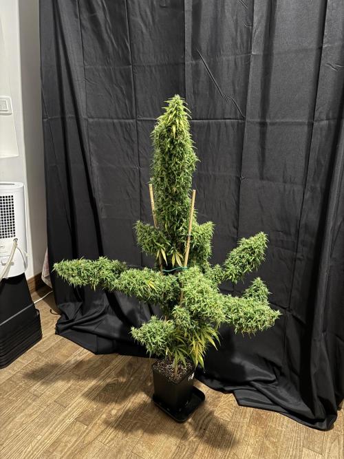 Filipino Kibungan from Khalifa Genetics. Week 23