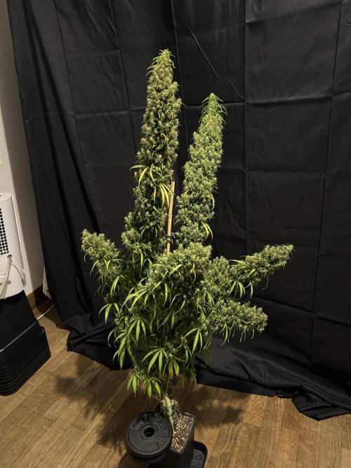 Filipino Kibungan from Khalifa Genetics. Week 23