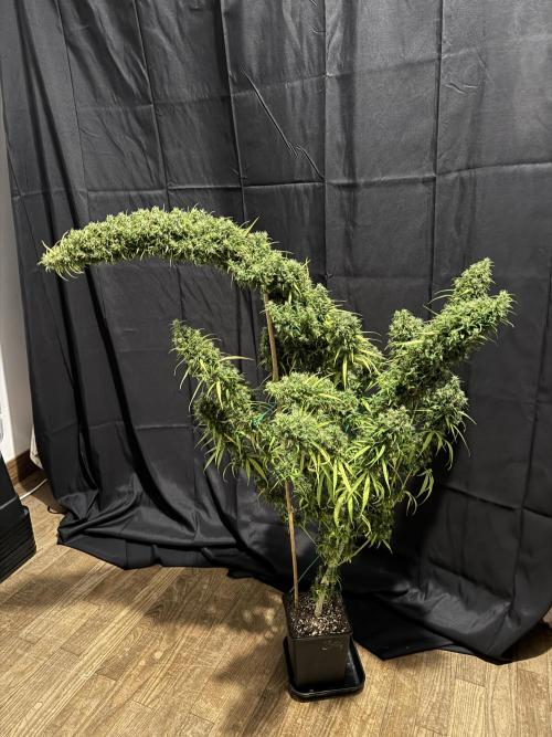 Filipino Kibungan from Khalifa Genetics. Week 23