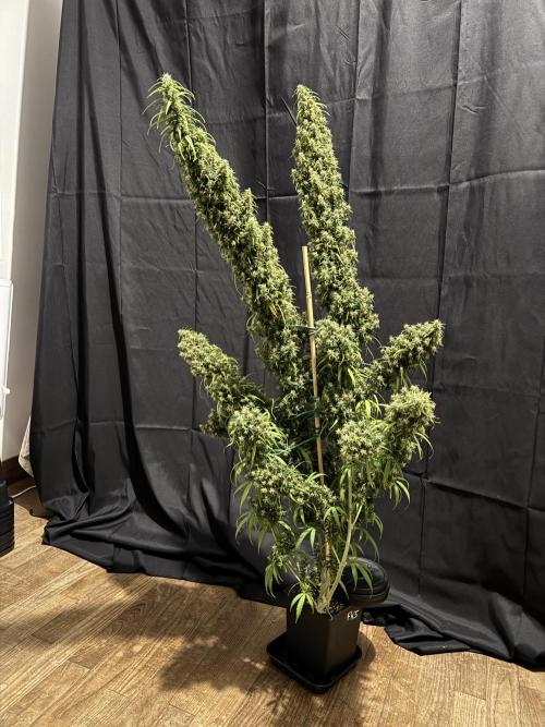 Filipino Kibungan from Khalifa Genetics. Week 23