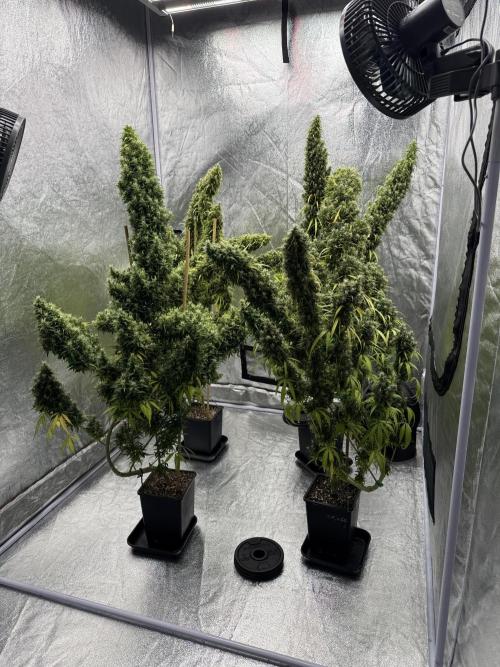 Filipino Kibungan from Khalifa Genetics. Week 23