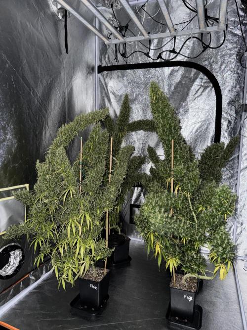 Filipino Kibungan from Khalifa Genetics. Week 23