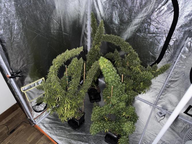 Filipino Kibungan from Khalifa Genetics. Week 23