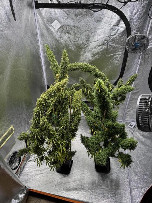 Filipino Kibungan from Khalifa Genetics. Week 23