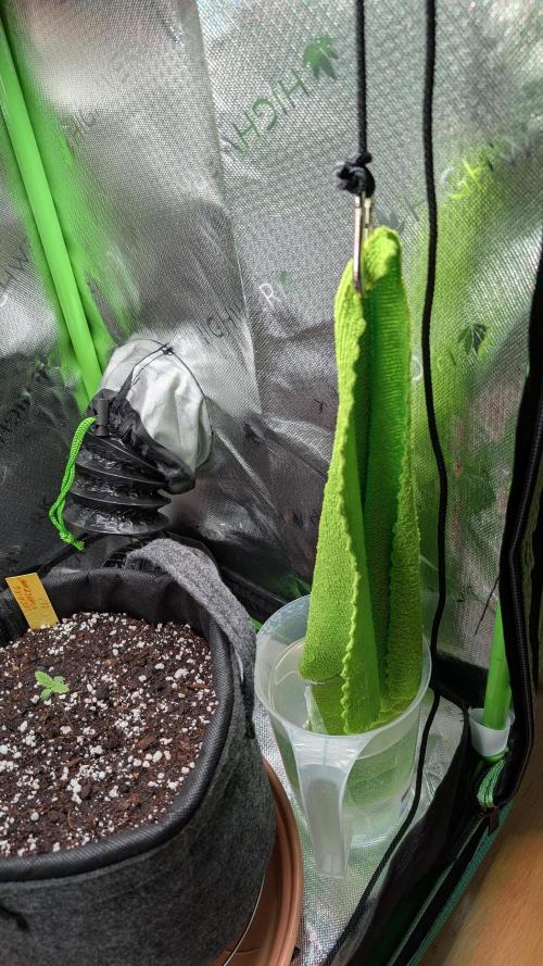 Micro-Grow: Wedding Cheescake FF. Week 0 - Increasing humidity using a microfiber cloth that is blown on by a fan.
