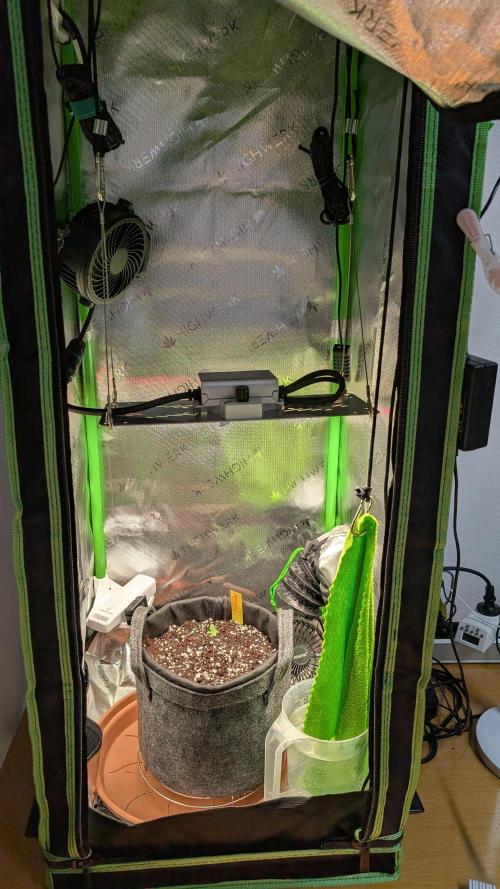 Micro-Grow: Wedding Cheescake FF. Week 0